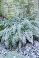 Clump of Polystichum setiferum fern in a border on a frosty morning. December.