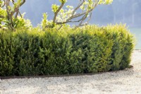 Taxus baccata, spring March