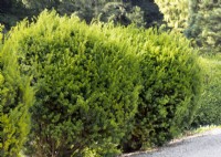 Taxus baccata, spring March