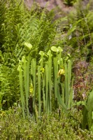 Sarracenia alata, spring March