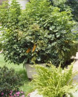 Indoor plant Schefflera arboricola in plant container outdoors in summer, summer August