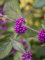 Callicarpa bodinieri purple berries in early autumn