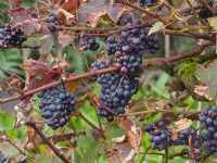 Vitis vinifera 'Purpurea'  October Autumn