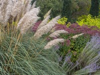  Cortaderia selloana 'Pumila' - Pampas Grass  and Eupatorium purpureum 'Purple Bush' September Autumn