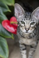 A Savannah pet cat stands beside a heart shaped red flowering Anthurium tropical plant