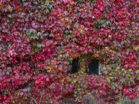 Window covered in  Parthenocissus quinquefolia - Virginia Creeper on house wall 