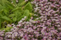 Saxifrage 'Alpino Pink', May