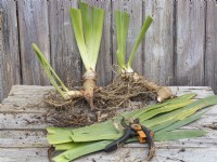 Preparation of divided bearded iris rhizomes for replanting - trim back leaves