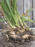 Preparation of divided bearded iris rhizomes for replanting - showing spent rhizome with new side shoots