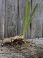 Preparation of divided bearded iris rhizomes - showing new plant ready for replanting