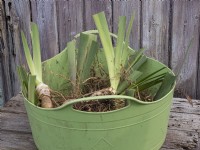 Preparation of divided bearded iris rhizomes showing prepared new plants in green trug