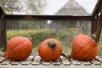 Three squashes in a greenhouse