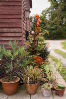 Group of terracotta pots planted with succulents and cannas in September