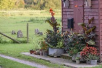 Arrangement of pots against a painted granary at Terstan in September planted with Dahlia 'Moonfire', cannas and begonias