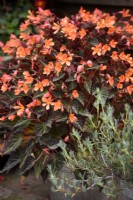 Begonia 'Glowing Embers' in September