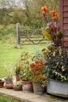 Arrangement of containers in a country garden planted with orange-flowered plants including cannas, dahlias and Calceolaria integrifolia 'Kentish Hero' in September