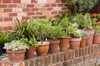 Line ot clay pots of pelargoniums on a low brick wall in September