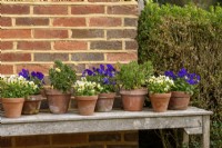 Pots of violas on a wooden bench in September