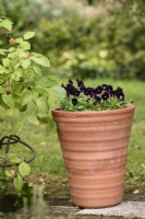 Pot of dark purple violas in September
