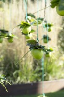 Granny apples with leafs hanging in tree as decoration.