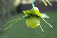 Granny apple with leafs hanging in tree as decoration.