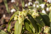 Ribes laurifolium Rosemoor form - flowering currant - January