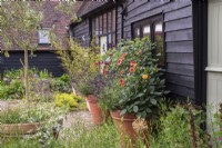 Collection of terracotta containers outside front of black barn with gravel garden.  Plants include- Dahlia 'Totally Tangerine'; D. 'PoppyScotland'; Olea tree; Salvia 'Nachtlulinder'; S. 'Amistad'