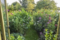 View through summerhouse doors to path with borders of Dahlias and annuals