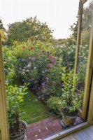 View through summerhouse doors with pots of lemon trees on steps  to border of Dahlias and annuals
