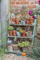 Collection of small potted succulents on painted wooden tiered display shelves against wall