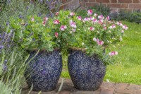 Lathyrus odoratus var. napellus 'Pink Cupid' in small blue and white patterned containers with Erigeron Karvinskianus