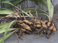 Lift and divide bearded iris rhizomes - lifted clump ready for division
