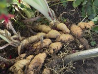 Fork lifting bearded iris rhizomes for division from old spent rhizomes -