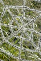 Halloween artificial cobweb as decoration in the garden.
