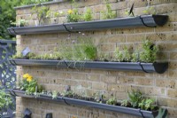 Drainpipes used for growing herbs vertically on a brick wall at Birmingham Botanical Gardens and Glasshouses