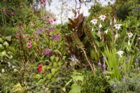 Border of exotic looking plants including Acidanthera murielae, ricinus and pink flowered Anisodontea 'El Rayo' in September