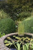 Raised circular pond with Equisetum hyemale and waterlilies in September