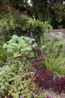 Border planted with Melianthus major, sedums and hardy geraniums in September