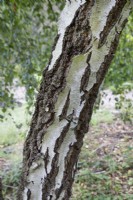 Betula pendula bark at Ness Botanic Garden, Liverpool, September