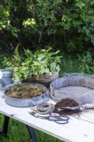 Ferns, Ivy, compost sieve, compost, scoop, compost, rope, wire, bonsai shears, watering can, chicken wire and moss laid out on wooden table
