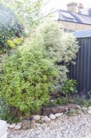 Pittosporums in border next to shed