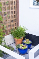 Succulents in blue ceramic pots and Agapanthus in terracotta