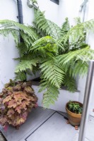 Large fern in corner of patio pathway