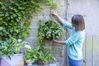 Woman hanging compost sieve Fern and Ivy  planter from brick building