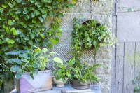 Ferns and Ivy planted in hanging compost sieve with ferns and hostas in various containers below
