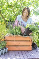 Woman planting Nemesia 'Myrtille' in wooden crate
