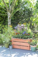 Orange painted wooden crate planted with Lavender 'Hidcote', Salvia 'Sensation Pink', Tagetes 'Tangerine', Sanvitalia 'Safari', Nemesia 'Myrtille', Marigold 'Disco Red' and Antirrhinum 'Sonnet Yellow'