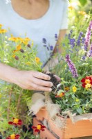 Woman planting Tagetes 'Tangerine' in wooden crate