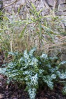 The foliage of Pleioblastus fortunei 'Variegatus' and Arum italicum provide winter interest at Downton House, Gloucestershire