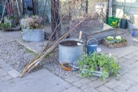 Metal basin containing compost, birch trees, watering can, wire, rope, pliers, secateurs and Lathyrus 'Matucana' - Sweet Peas laid out on the ground